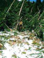 I emerge from the forest after bushwhacking through trees. I was trying to find the elusive, snow covered trail in Washington. We spent hours navigating. We never saw footprints on the virgin snow.